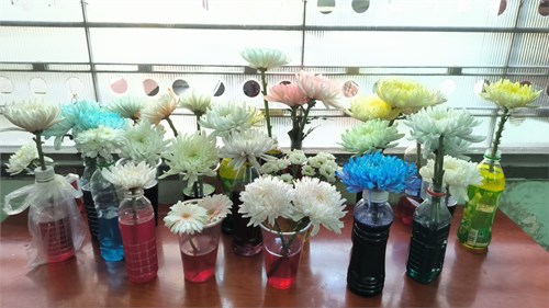 Chứng minh thân vận chuyển nước và chất dinh dưỡng.